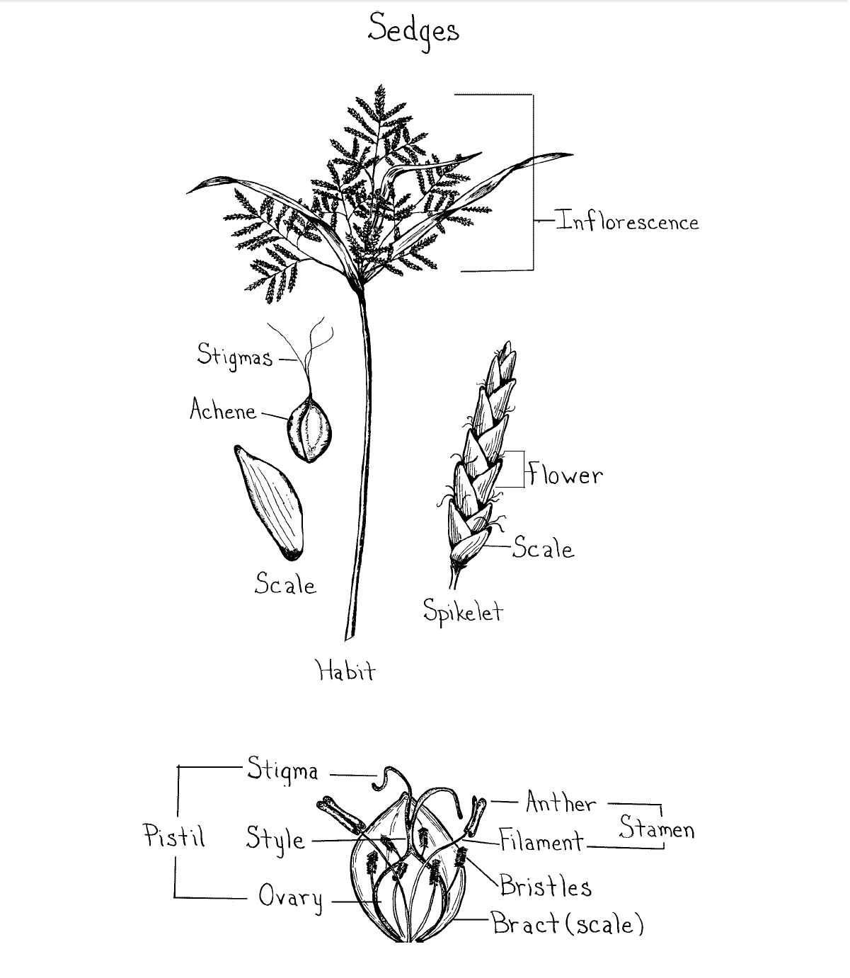 Figure 3. Sedge Floral Parts (Credit: Norman Melvin, USDA Cold Region Research and Engineering Laboratory).